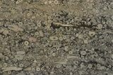 Fossil Crinoid Stems In Limestone Slab #206823-1